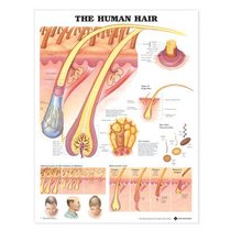 The Human Hair Anatomical Chart