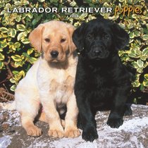 Labrador Retriever Puppies 2008 Square Wall Calendar (Multilingual Edition)