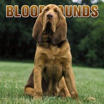 Bloodhounds 2005 Wall Calendar