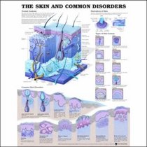 The Skin and Common Disorders Anatomical Chart