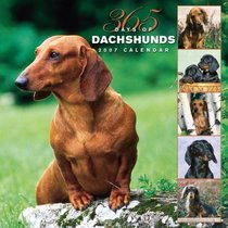 Dachshunds 365 Days 2007 Calendar