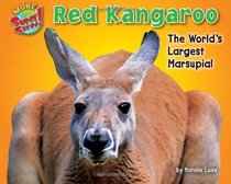 Red Kangaroo: The World's Largest Marsupial (Supersized!)