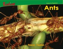 Ants (Bugs)