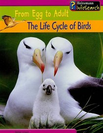 The Life Cycle of Birds: From Egg to Adult