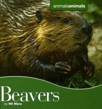 Beavers (Animals Animals)