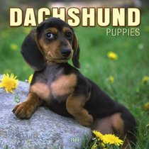 Dachshund Puppies 2005 Wall Calendar