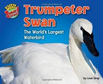 Trumpeter Swan: The World's Largest Water Bird (Even More Supersized!)