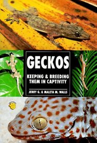 The Guide to Owning Geckos
