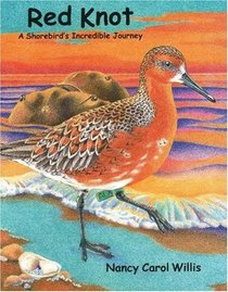 Red Knot: A Shorebird's Incredible Journey