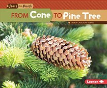 From Cone to Pine Tree (Start to Finish)