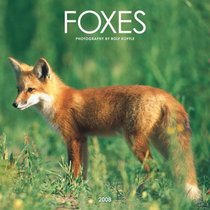 Foxes 2008 Square Wall Calendar