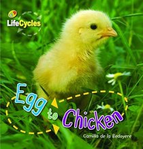 Egg to Chicken (Lifecycles)