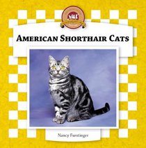American Shorthair Cats (Cats Set IV)