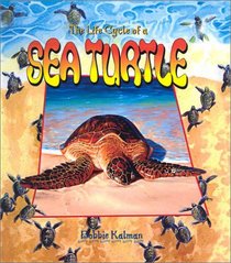 Life Cycle of a Sea Turtle (Life Cycle of A...)