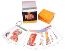 Netter's Anatomy Flash Cards: With STUDENT CONSULT Online Access (Netter Basic Science)