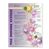 The Immune System: Allergic Response Anatomical Chart