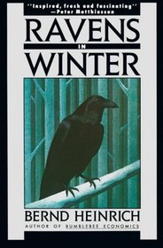 Ravens In Winter