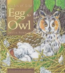 Egg to Owl (Cycles of Life)