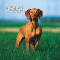 Vizslas 2008 Square Wall Calendar