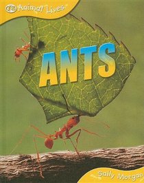 Ants (Animal Lives)