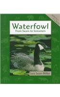 Waterfowl: From Swans to Screamers (Animals in Order)