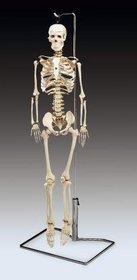 Flexible Mr. Thrifty Skeleton