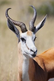 Springbok Antelope Journal: 150 page lined notebook/diary