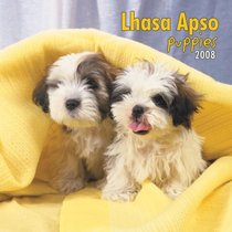 Lhasa Apsos Puppies 2008 Mini Wall Calendar