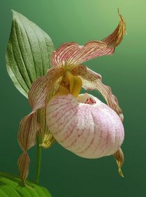 Hardy Cypripedium: Species, Hybrids and Cultivation
