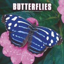 Butterflies 2007 Calendar