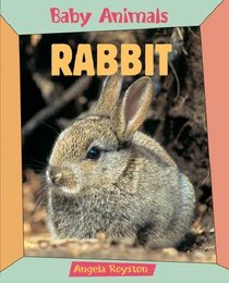 Rabbit (Baby Animals)