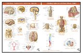 Central Nervous System - Brain & Spinal Cord - 2 Chart Set (Netter Charts)