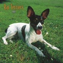 Rat Terriers 2008 Square Wall Calendar