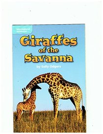 Giraffes of the Savanna