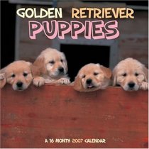 Golden Retriever Puppies 2007 Wall Calendar