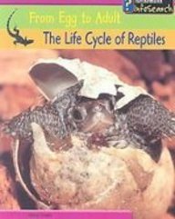 The Life Cycle of Reptiles (From Egg to Adult)