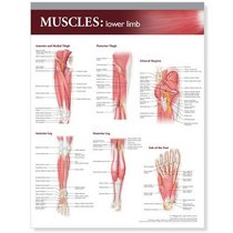 Lippincott Williams & Wilkins Atlas of Anatomy Musculature Chart: Lower Limb