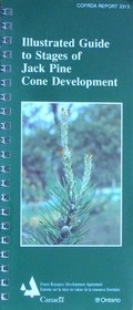 illustrated guide to stages of Jack Pine cone development