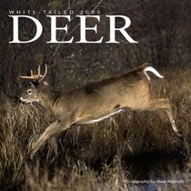 White-tailed Deer 2005 Wall Calendar