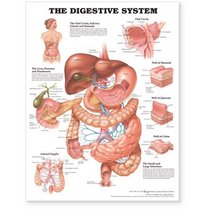 The Digestive System Anatomical Chart