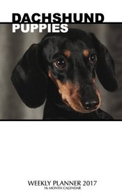 Dachshund Puppies Weekly Planner 2017: 16 Month Calendar
