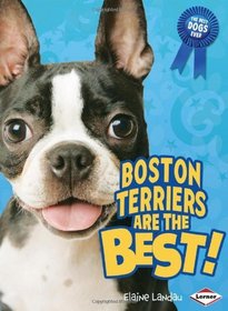 Boston Terriers Are the Best! (The Best Dogs Ever)