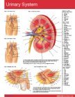 Urinary System