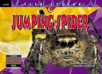 Jumping Spider (Life Cycles)