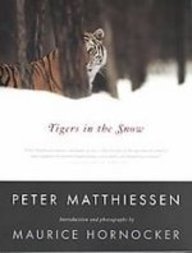 Tigers in the Snow