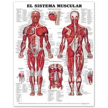 The Muscular System Anatomical Chart in Spanish (El Sistema Muscular)
