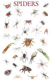 Spiders Poster (Posters)