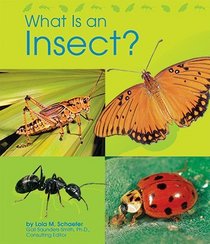 What Is an Insect? (Animal Kingdom)