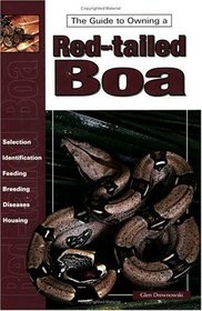 The Guide to Owning a Red-Tailed Boa