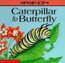 Caterpillar to Butterfly